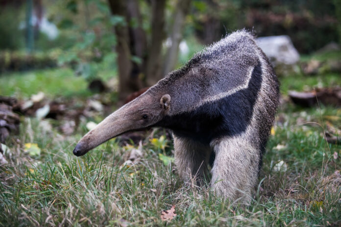 Giant Anteater Grazing at Zagreb ZOO, Zagreb, Croatia Giant Anteater Grazing at Zagreb ZOO, Zagreb, Croatia