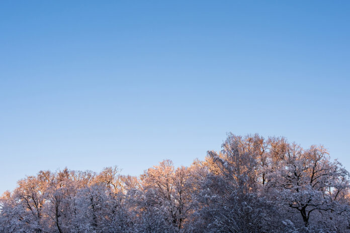 Sunlit Snowy Tree Tops in Maksimir Park, Zagreb, Croatia Sunlit Snowy Tree Tops in Maksimir Park, Zagreb, Croatia